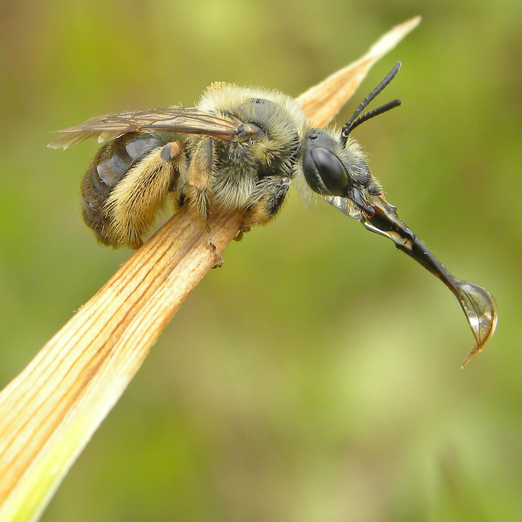Eucera frater lata (Long-horned bees), California species
