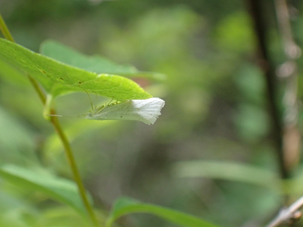 Euceratia castella (Castella Euceratia), California species