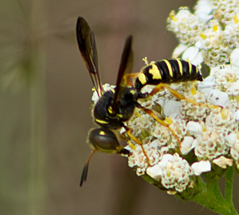 Eucerceris ruficeps (Redheaded Sphecid Wasp), California species