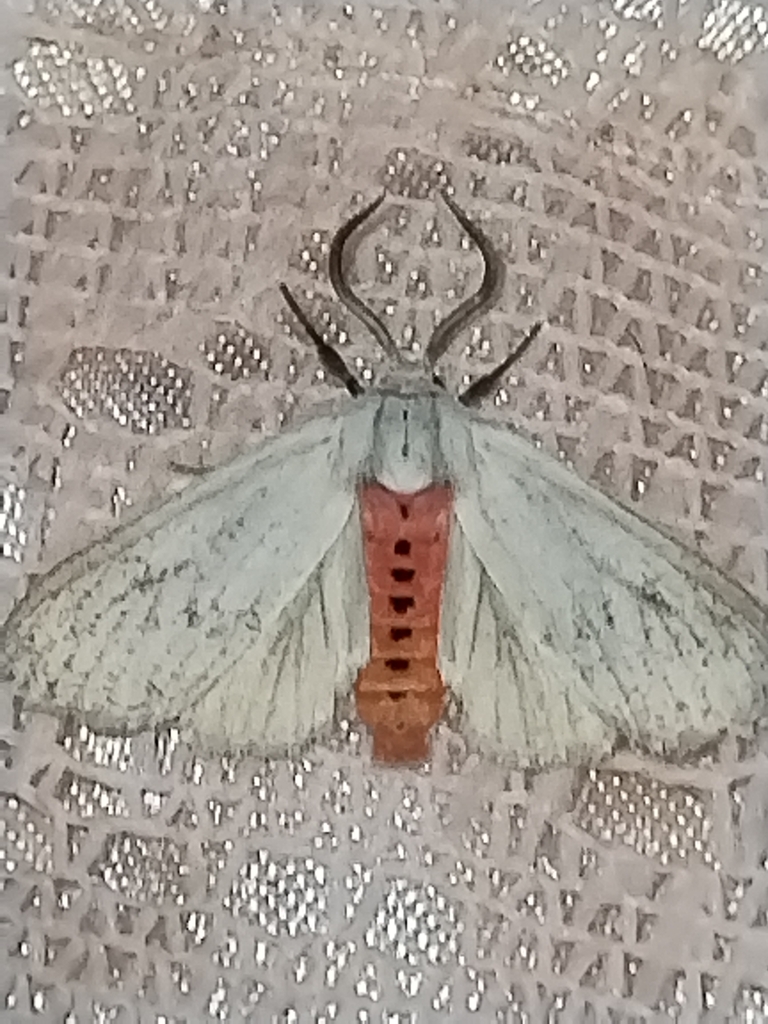 Euchaetes elegans, California species