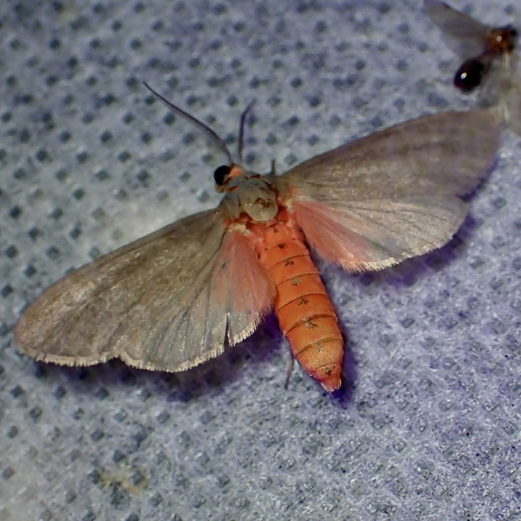 Euchaetes perlevis, California species