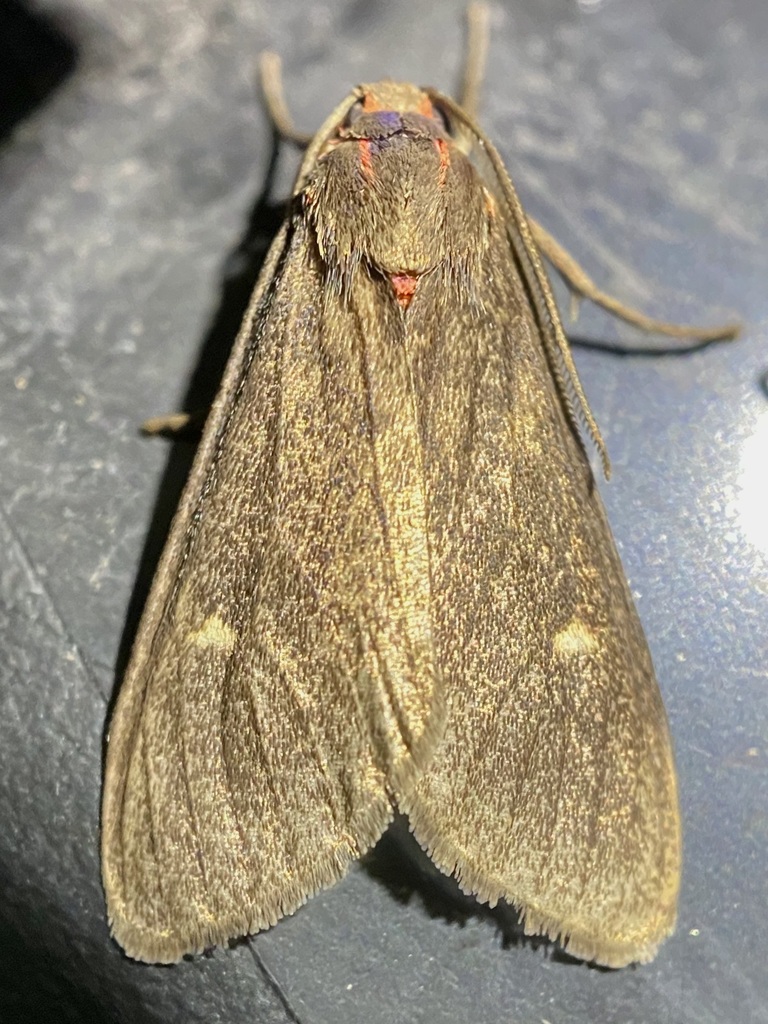 Euchaetes zella, California species