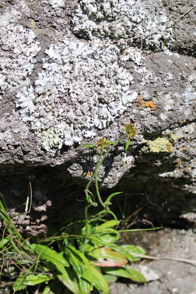 Euchiton gymnocephalus (Creeping cudweed), non-native California herb