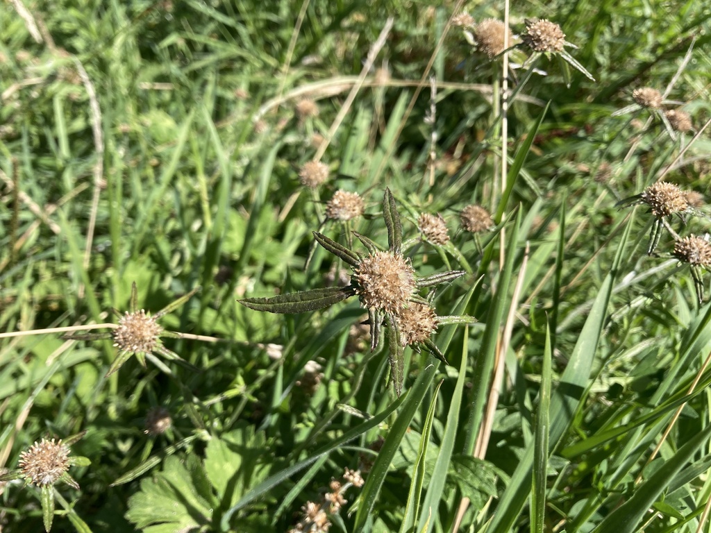 Euchiton involucratus (Star cottonleaf), non-native California herb