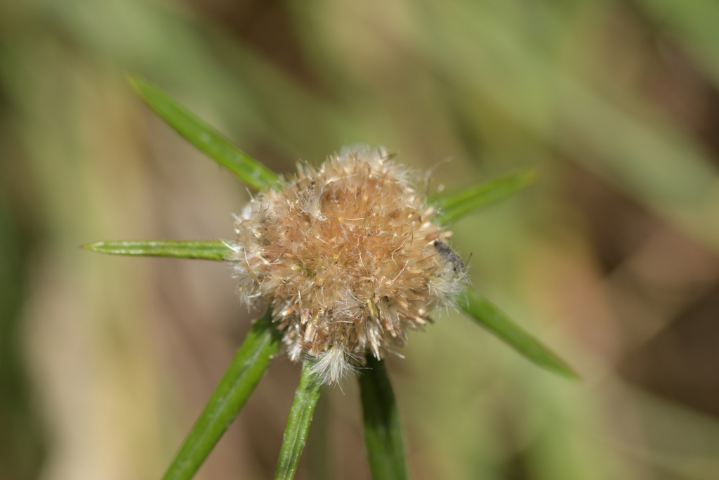 Euchiton sp. (Cottonleaf), non-native California perennial