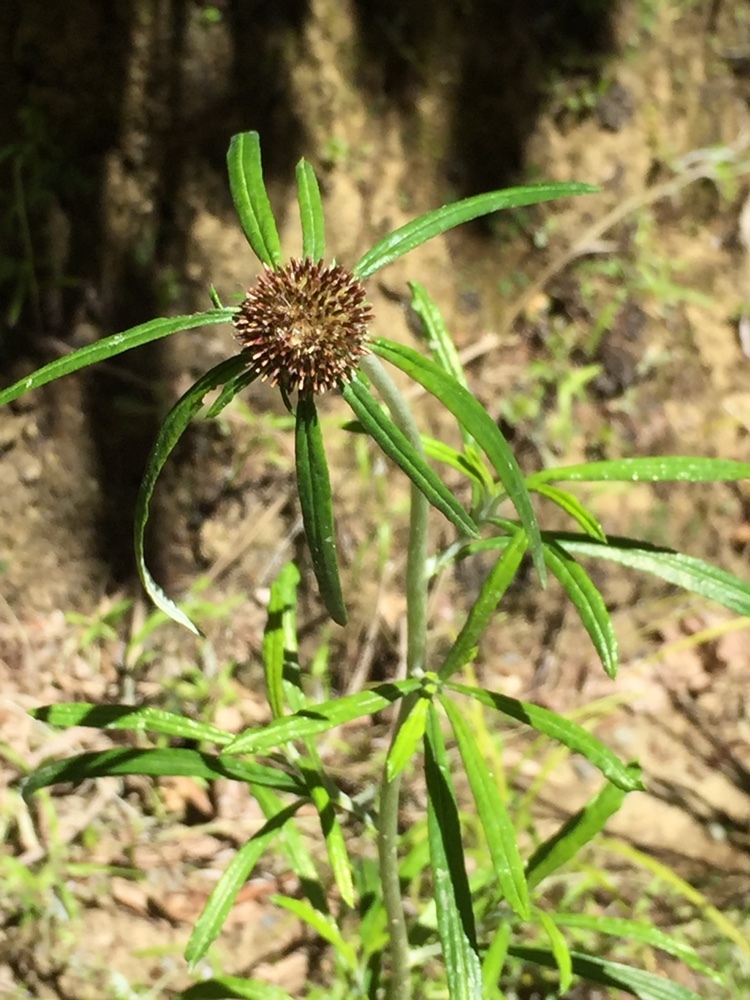 Euchiton sphaericus (Globe cottonleaf), non-native California herb