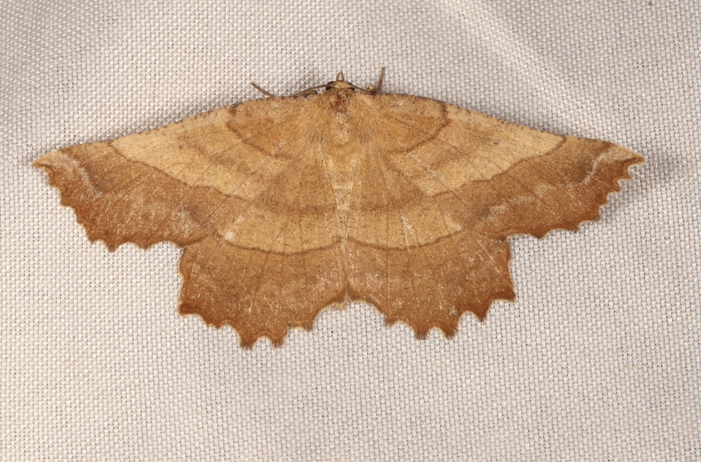 Euchlaena mollisaria, California species