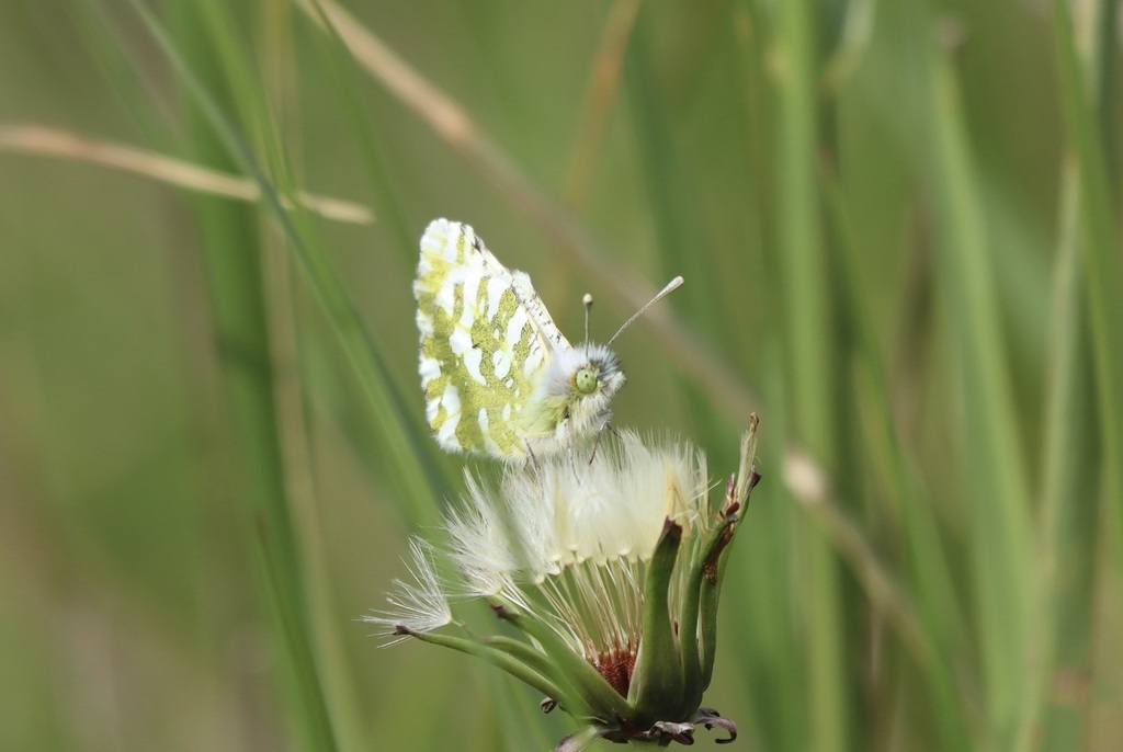 Euchloe ausonides insulanus (Island marble Butterfly), California species