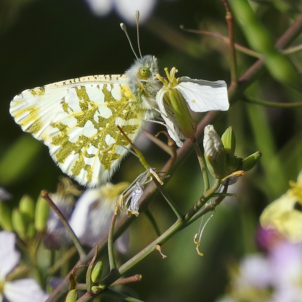 Euchloe ausonides (Large marble), California species