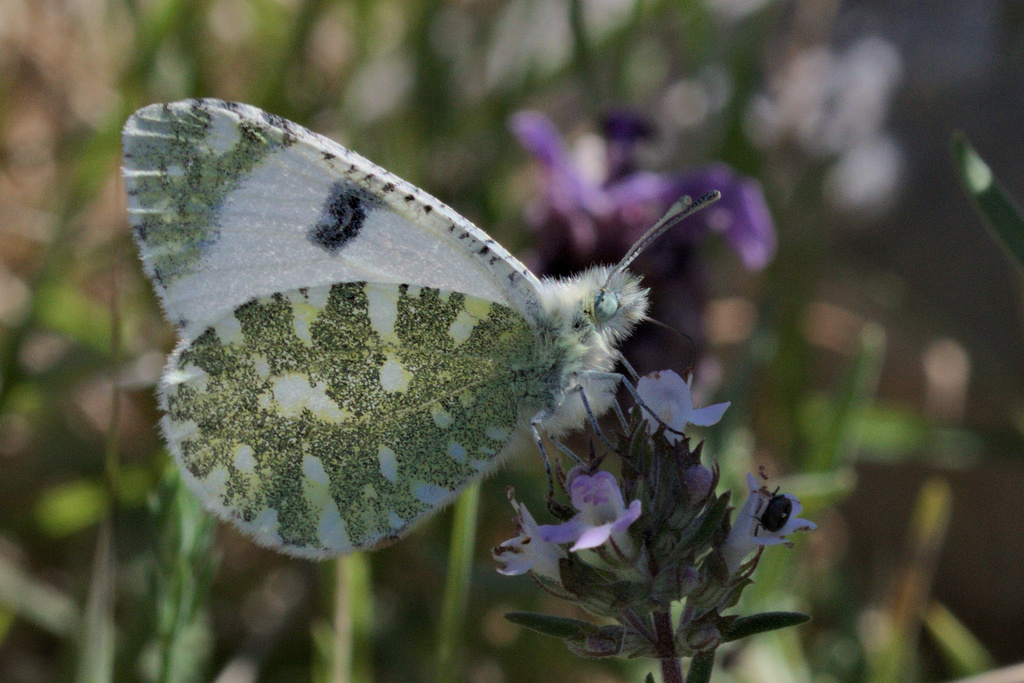 Euchloe hyantis andrewsi (Andrew's Marble Butterfly), California species