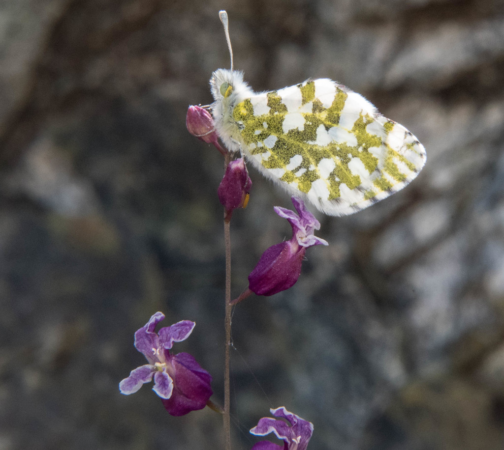Euchloe hyantis (California Marble), California species
