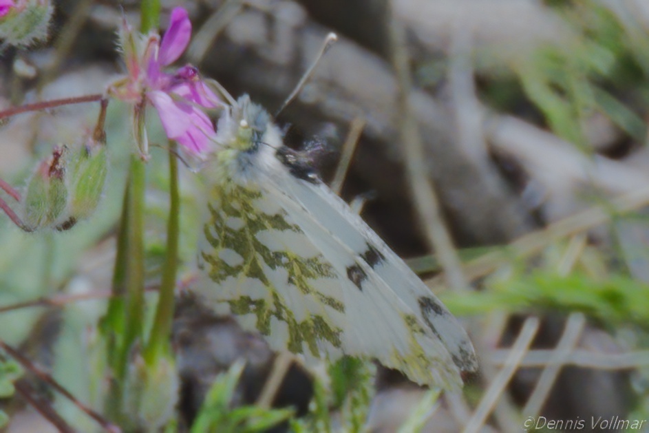 Euchloe lotta (Desert Marble), California species