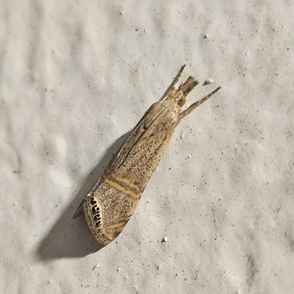 Euchromius californicalis (California Grass-veneer Moth), California species