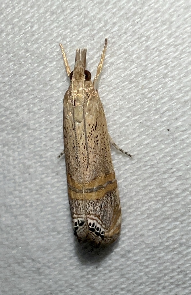 Euchromius ocellea (Belted Grass-veneer), California species