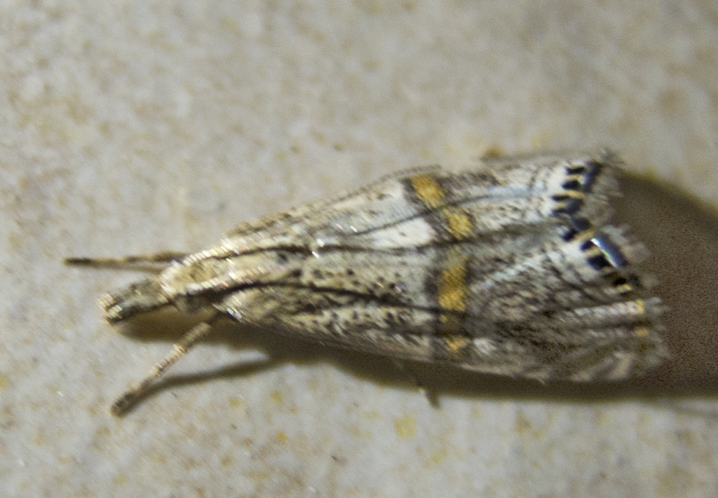 Euchromius ocelleus, California species