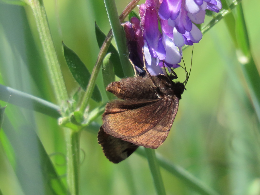 Euclidia ardita, California species