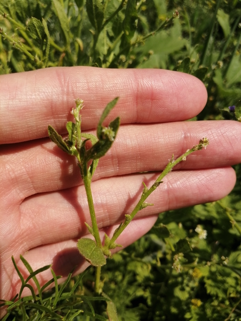 Euclidium sp., non-native California annual