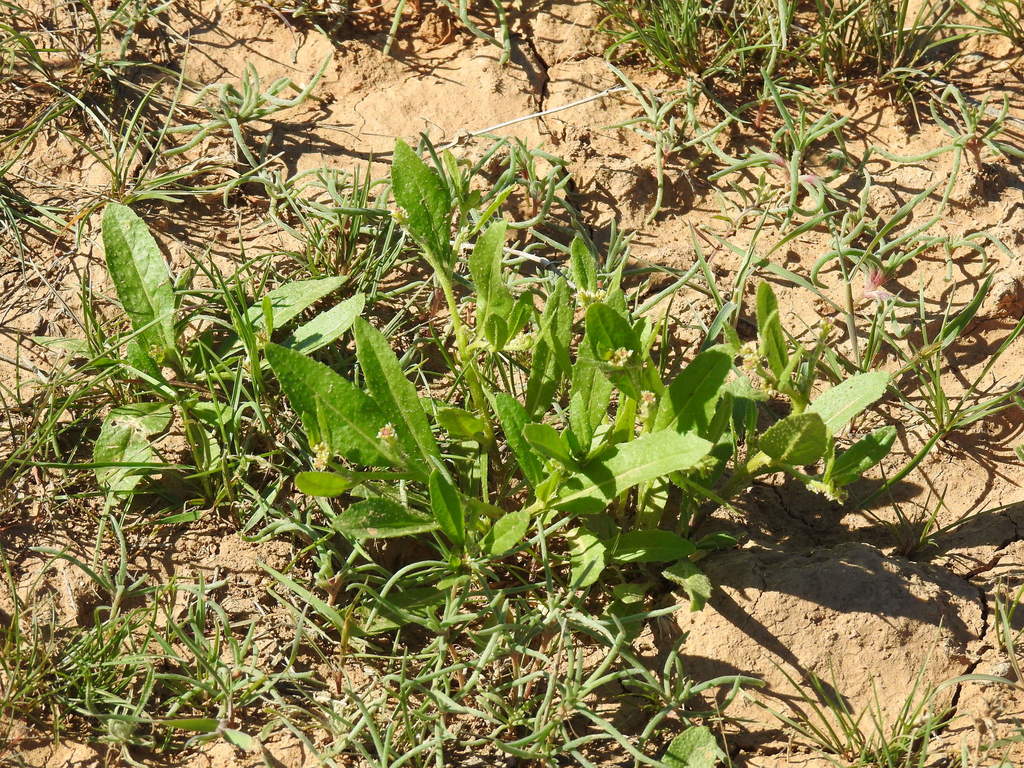 Euclidium syriacum (Syrian mustard), non-native California herb