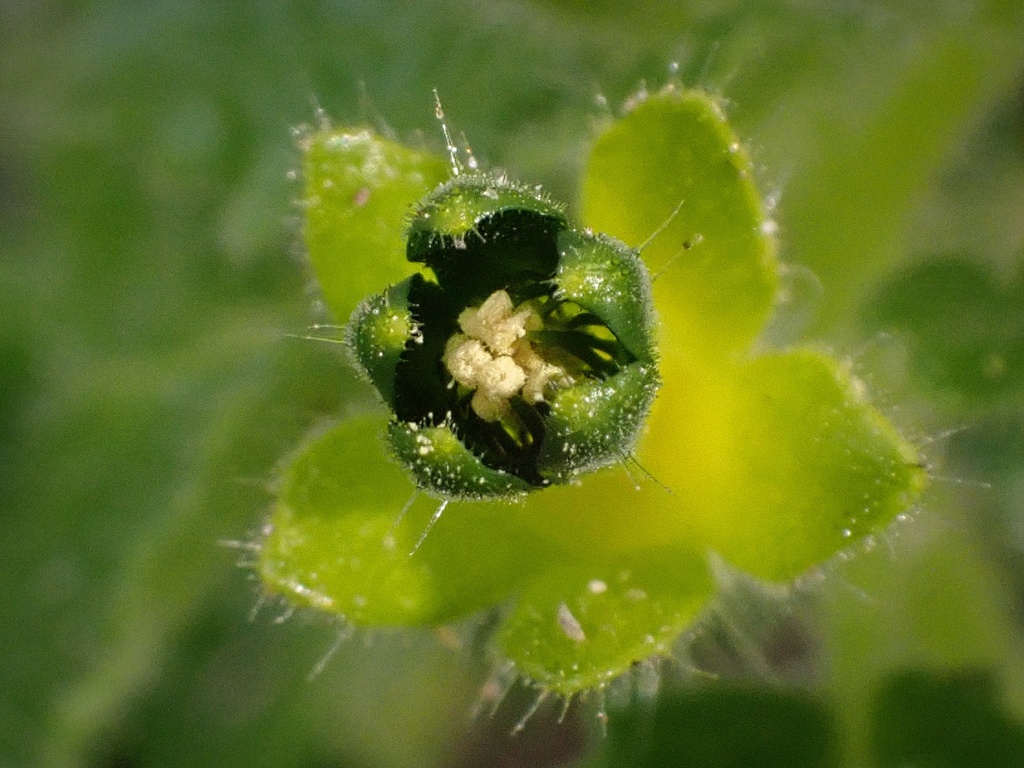 Eucnide rupestris (Annual rock-nettle), native California herb
