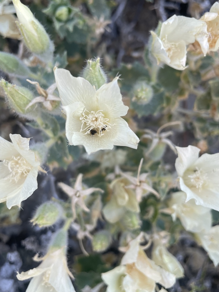 Eucnide urens (Desert bush nettle), native California subshrub