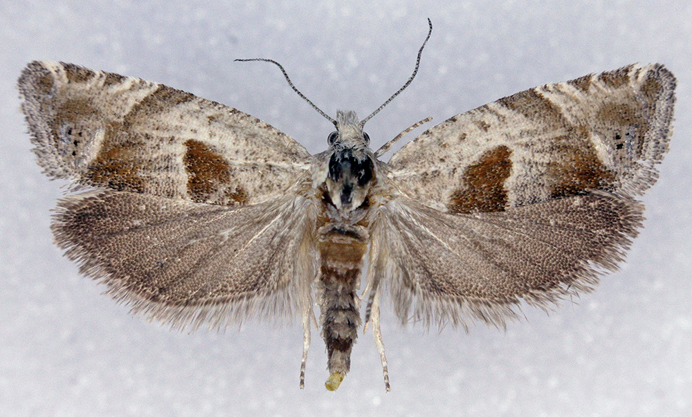 Eucosma apacheana (Apache Eucosma), California species