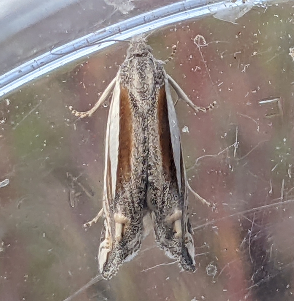 Eucosma williamsi, California species