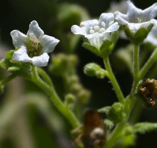 Eucrypta chrysanthemifolia var. chrysanthemifolia (Common eucrypta), native California herb