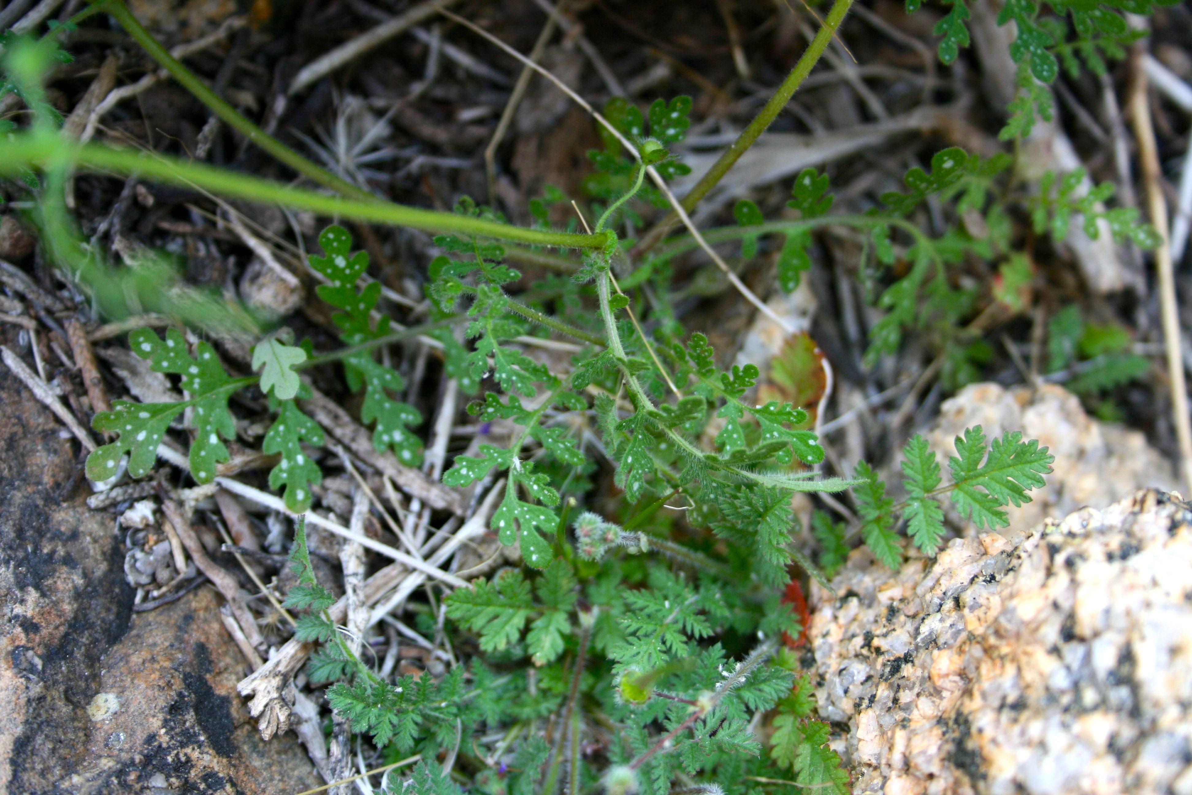 Eucrypta chrysanthemifolia — parent species of Eucrypta chrysanthemifolia var. bipinnatifida