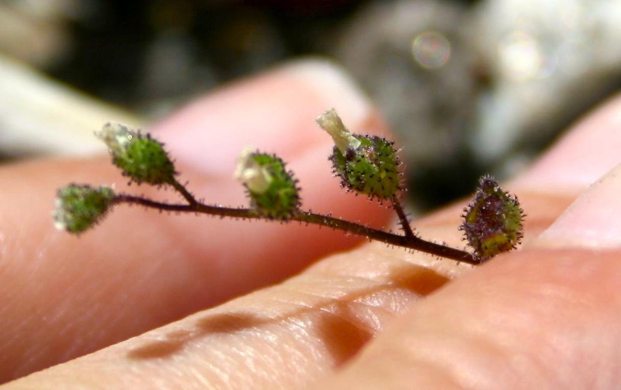 Eucrypta micrantha (Dainty desert hideseed), native California herb
