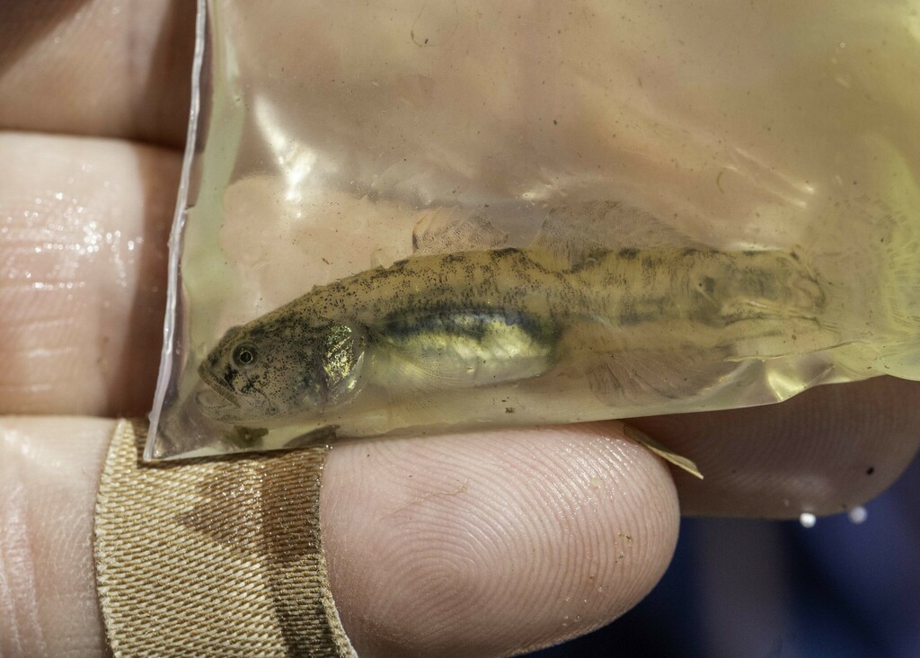 Eucyclogobius newberryi (Tidewater goby), California species