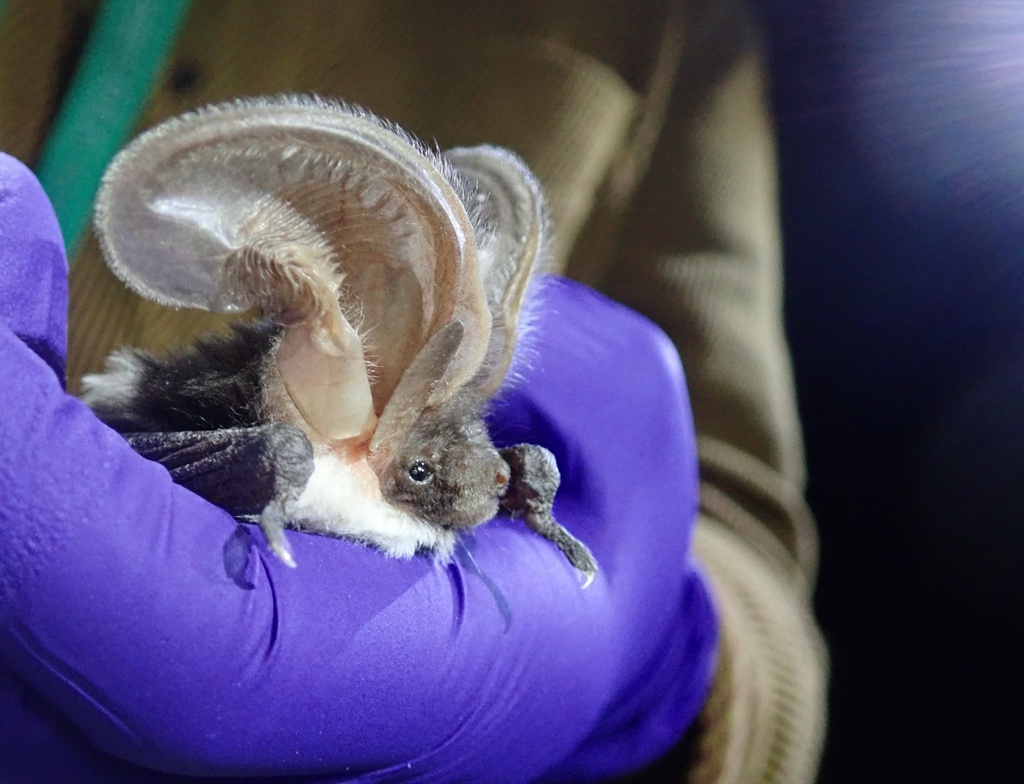 Euderma maculatum (Spotted Bat), California species