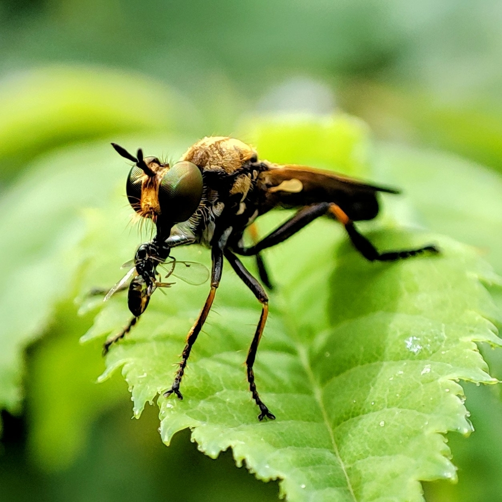 Eudioctria sackeni, California species