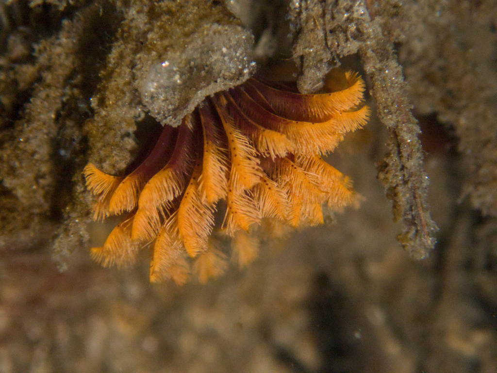 Eudistylia polymorpha (Giant Feather Duster Worm), California species