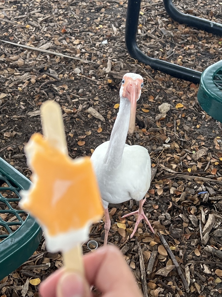 Eudocimus albus (White Ibis), California species