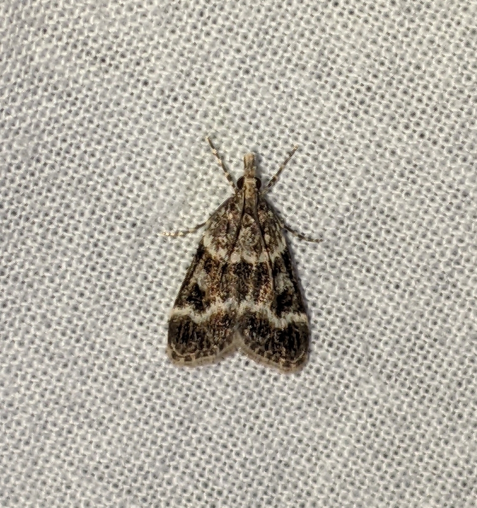 Eudonia commortalis, California species
