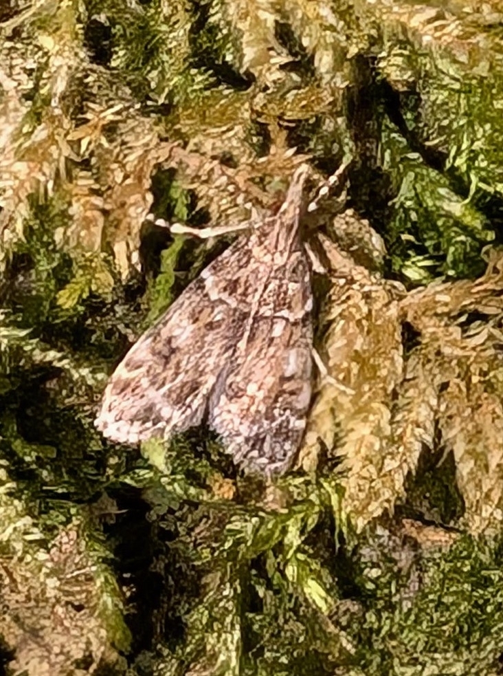 Eudonia echo, California species