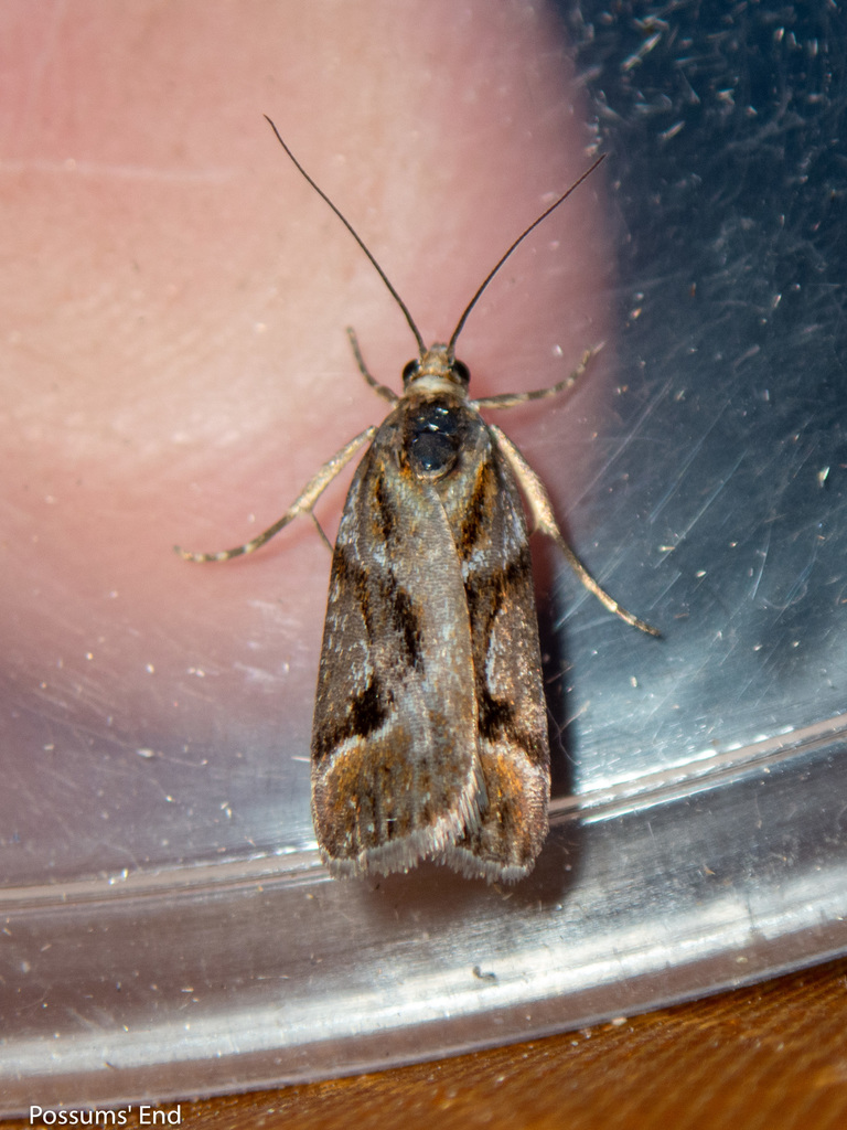 Eudonia leucophthalma (White-eyed Eudonia), California species