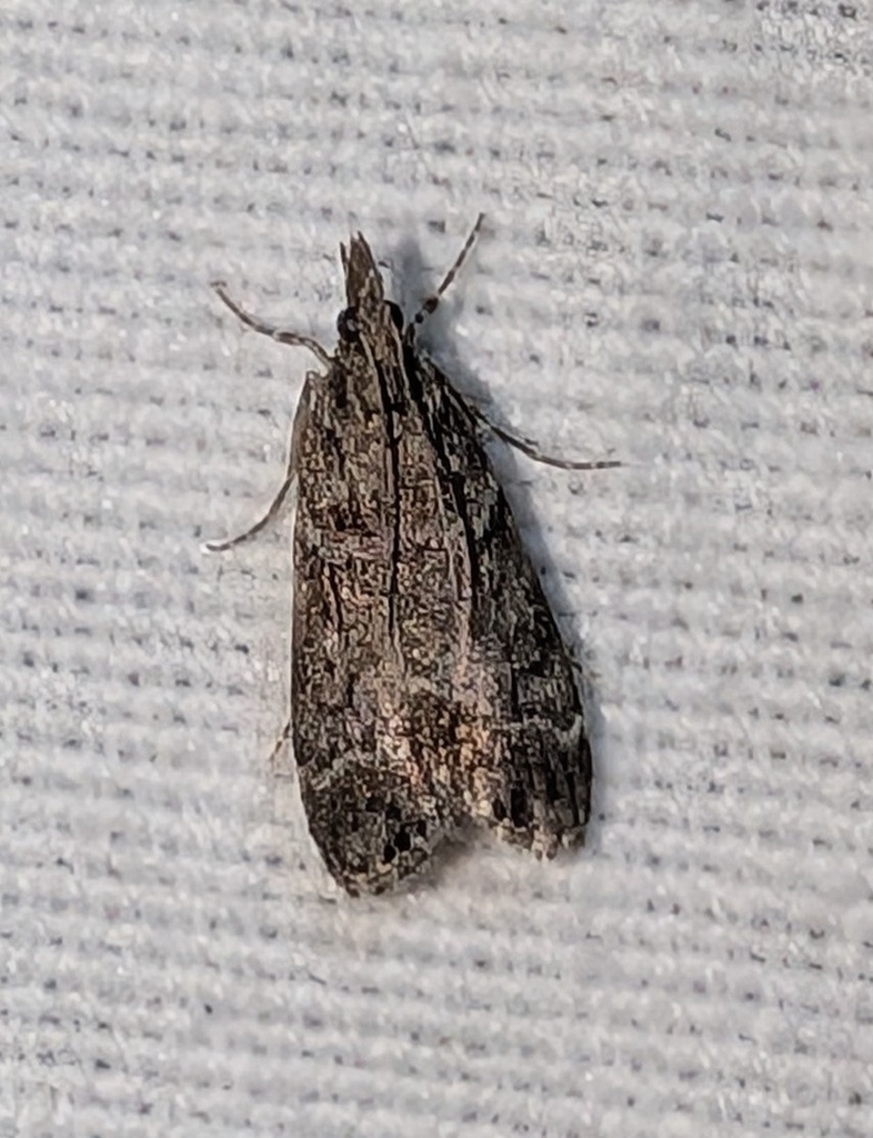 Eudonia rectilinea, California species
