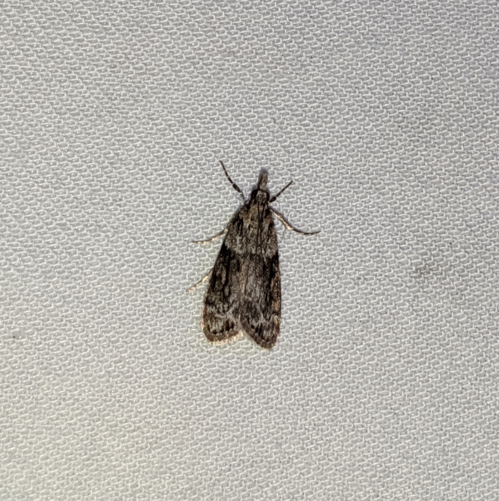 Eudonia spenceri, California species