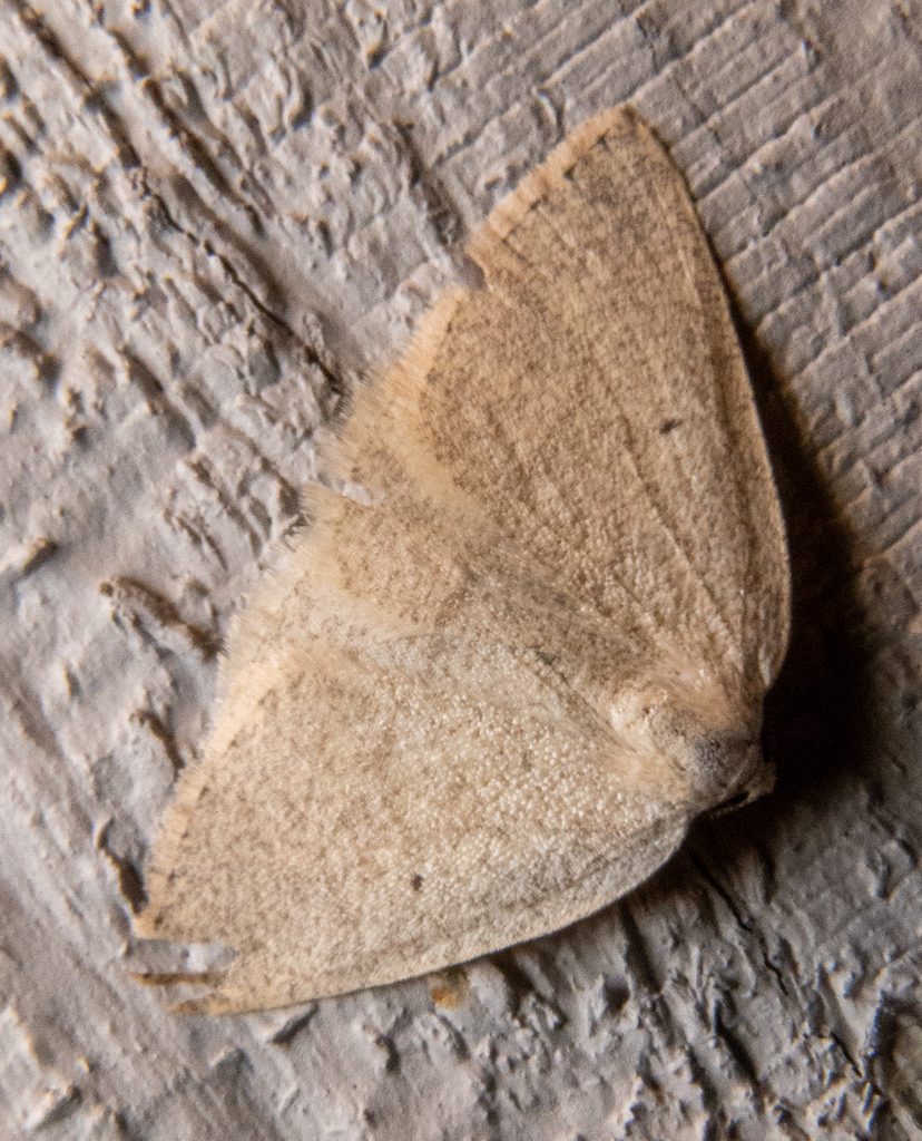 Eudrepanulatrix rectifascia, California species