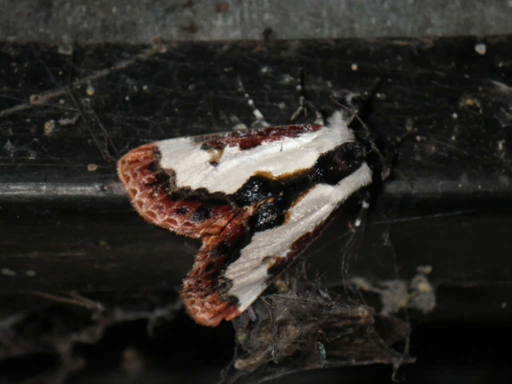 Eudryas brevipennis (Short-winged Pearly), California species
