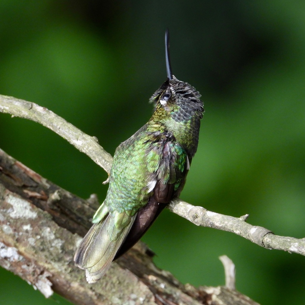 Eugenes fulgens (Magnificent Hummingbird), California species