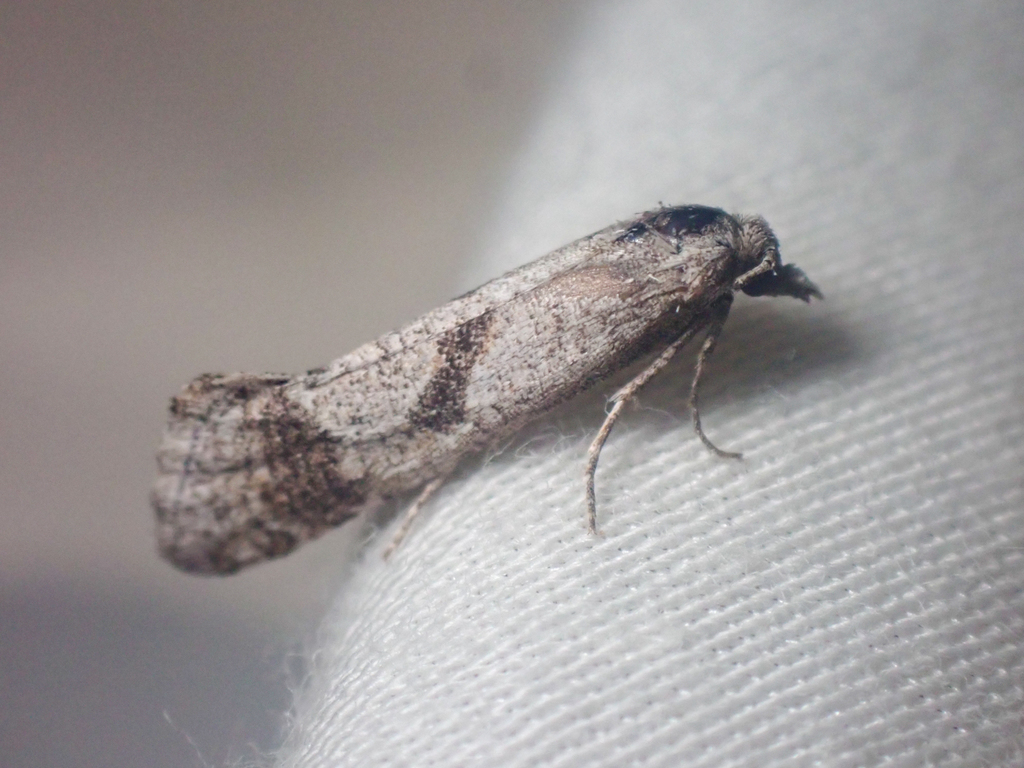 Eugnosta busckana (Busck's Gallmoth), California species