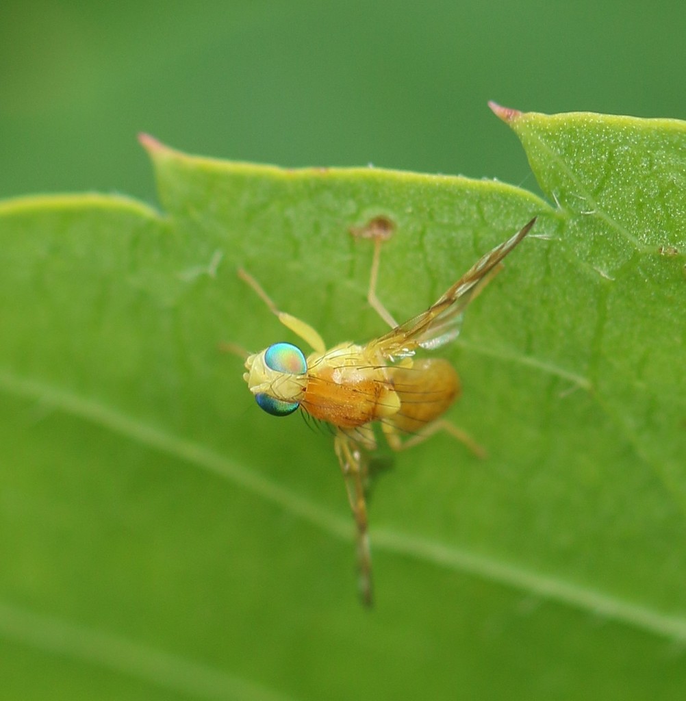 Euleia fratria (Parsnip Leaf Miner), California species