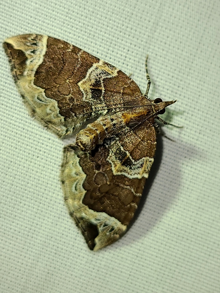 Eulithis xylina, California species