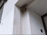 Eumenes bollii (Boll's Potter Wasp), California species