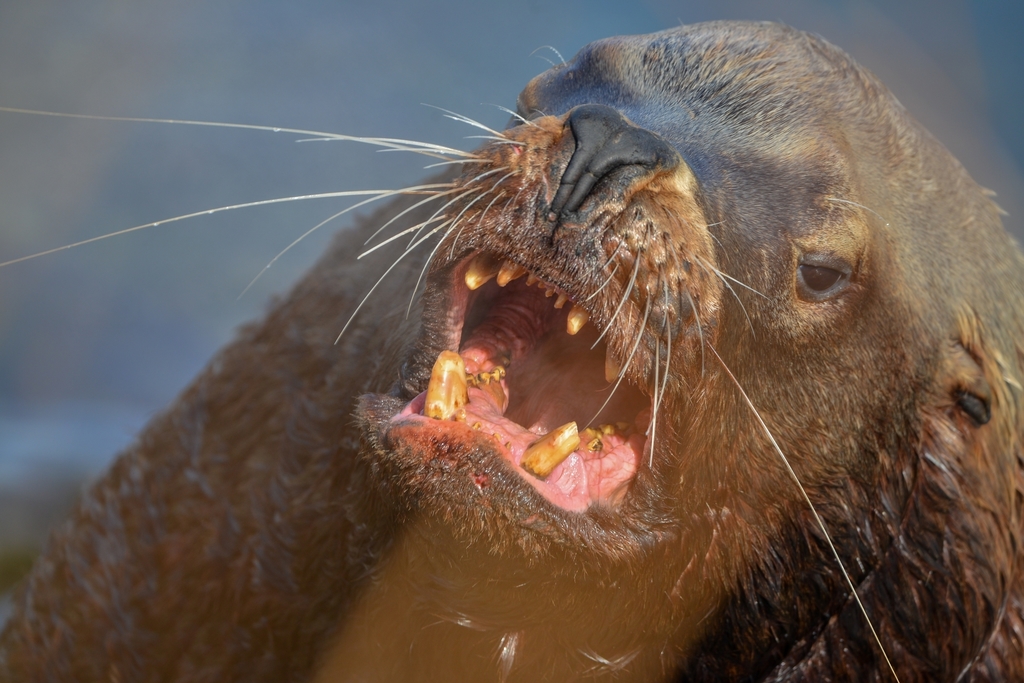 Eumetopias jubatus (Steller Sea Lion), California species