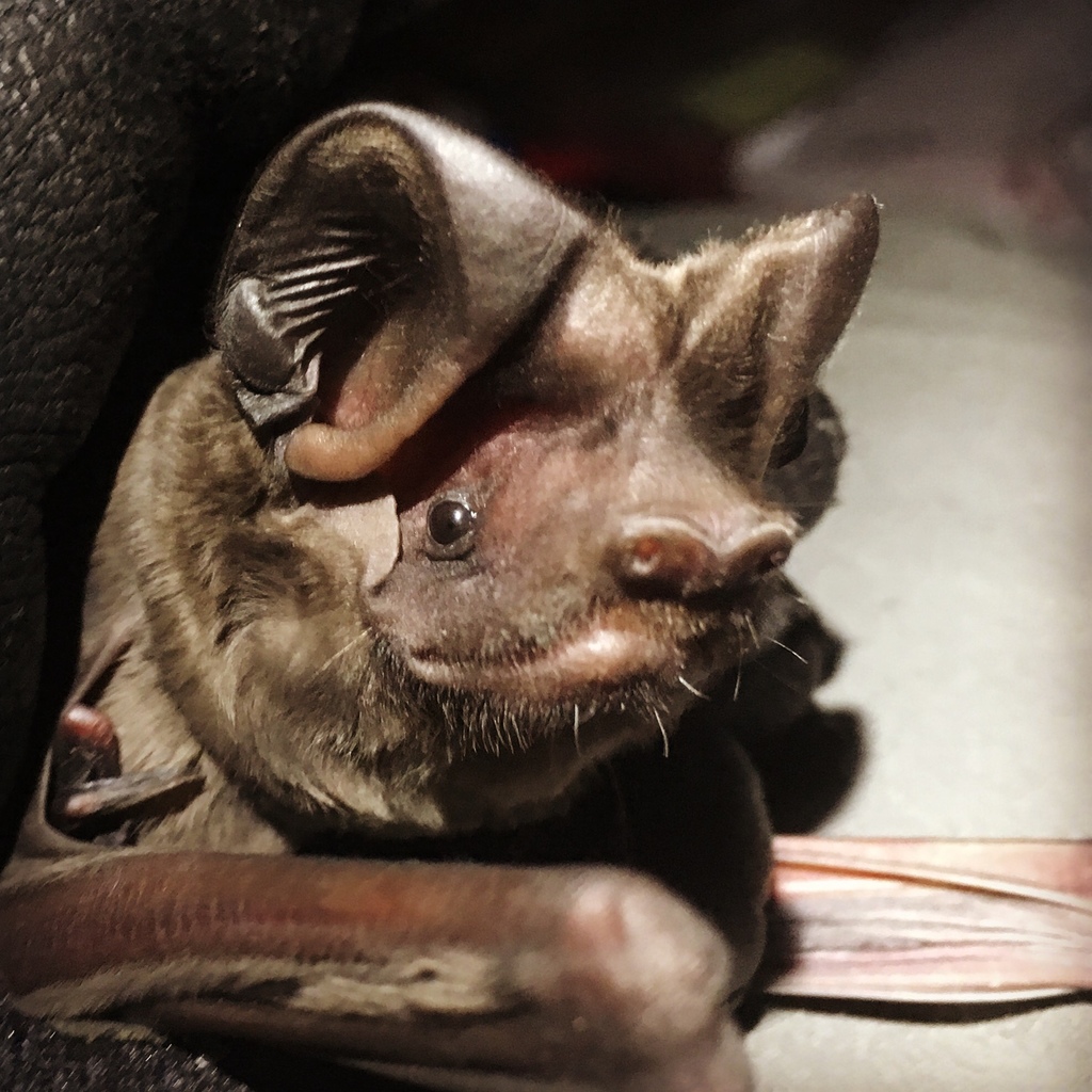 Eumops perotis californicus (Western Mastiff Bat), California species