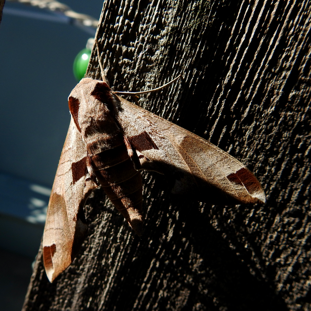 Eumorpha achemon (Achemon sphinx), California species