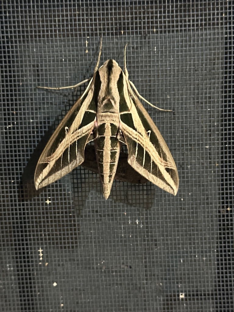 Eumorpha fasciatus (Banded sphinx), California species
